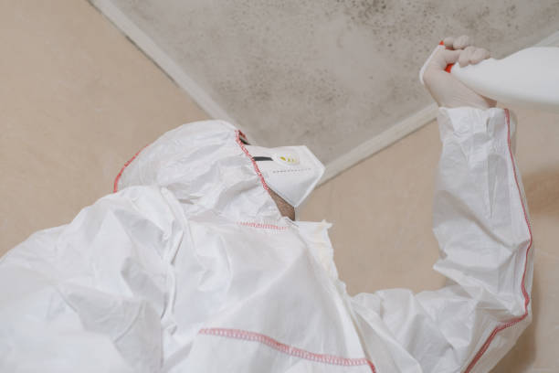 Best Health and Safety Mold Remediation in Nicholls, GA